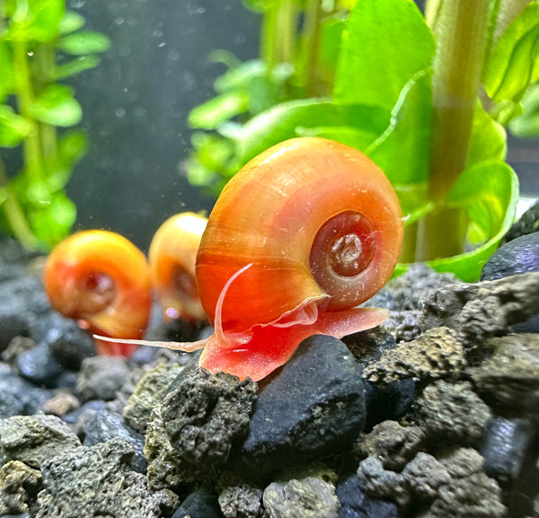 Red Ramshorn Snail - [AquaticMotiv]