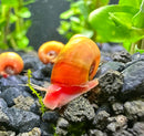 Red Ramshorn Snail - [AquaticMotiv]