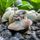 10 Blue Mystery Snails (Pomacea bridgesii) - [AquaticMotiv]
