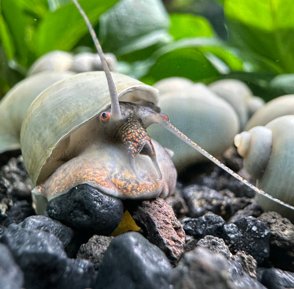 10 Blue Mystery Snails (Pomacea bridgesii)