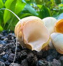 10 Ivory Mystery Snails (Pomacea bridgesii) - [AquaticMotiv]