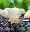 10 Ivory Mystery Snails (Pomacea bridgesii) - [AquaticMotiv]