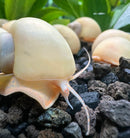 10 Ivory Mystery Snails (Pomacea bridgesii) - [AquaticMotiv]