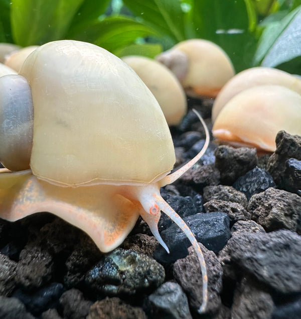 10 Ivory Mystery Snails (Pomacea bridgesii)