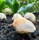 10 Ivory Mystery Snails (Pomacea bridgesii) - [AquaticMotiv]