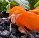 10 Gold Mystery Snails (Pomacea bridgesii) - [AquaticMotiv]