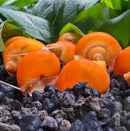10 Gold Mystery Snails (Pomacea bridgesii) - [AquaticMotiv]