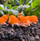 10 Gold Mystery Snails (Pomacea bridgesii) - [AquaticMotiv]