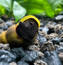 2 Black Rabbit Snails (Tylomelania Sp.) - [AquaticMotiv]