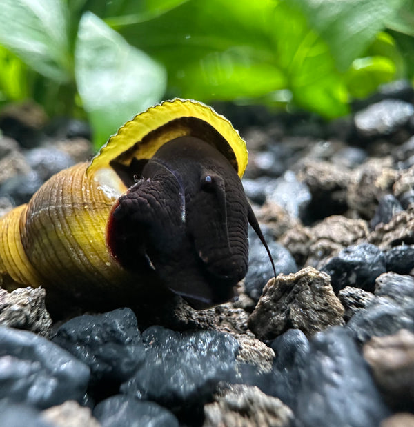 2 Black Rabbit Snails (Tylomelania Sp.)