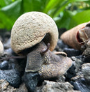 2 Chocolate Rabbit Snails (Tylomelania Zemis) - [AquaticMotiv]