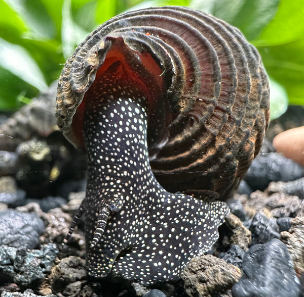 2 Giant Towuti Yellow Spotted Rabbit Snails (Tylomelania towutensis)