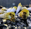 2 Himalayan Rabbit Snails (Tylomelania Sp.) - AquaticMotiv