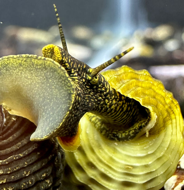 2 Himalayan Rabbit Snails (Tylomelania Sp.) - AquaticMotiv