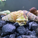2 Sulawesi King Rabbit Snails (SUPER RARE) - [AquaticMotiv]