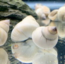 2 White Wizard Trapdoor Snails (Filapaludina Martensi) - AquaticMotiv