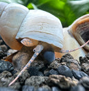 2 White Wizard Trapdoor Snails (Filapaludina martensi) - [AquaticMotiv]