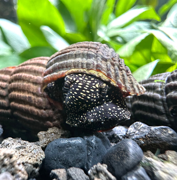 2 Yellow Spotted Sulawesi Rabbit Snails (Tylomelania Sp.)