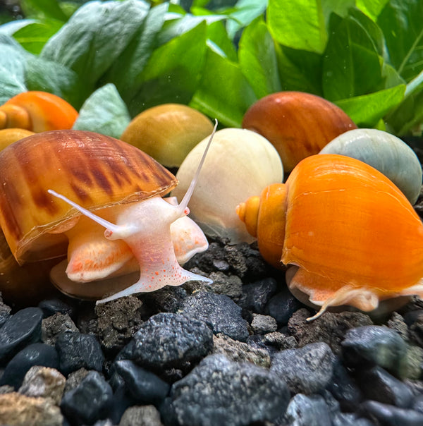 20 Mystery Snails (Pomacea bridgesii)