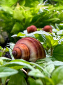 3 Chestnut Mystery Snails (Pomacea Bridgesii) - [AquaticMotiv]