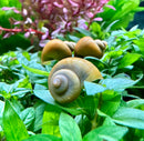 3 Jade Green Mystery Snails (Pomacea Bridgesii) - [AquaticMotiv]