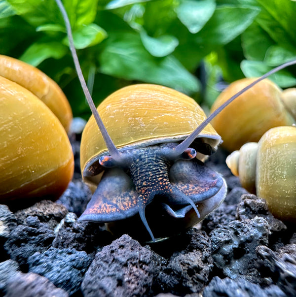 3 Jade Green Mystery Snails (Pomacea Bridgesii) - [AquaticMotiv]