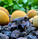 3 Jade Green Mystery Snails (Pomacea Bridgesii) - [AquaticMotiv]
