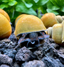 3 Jade Green Mystery Snails (Pomacea Bridgesii) - [AquaticMotiv]