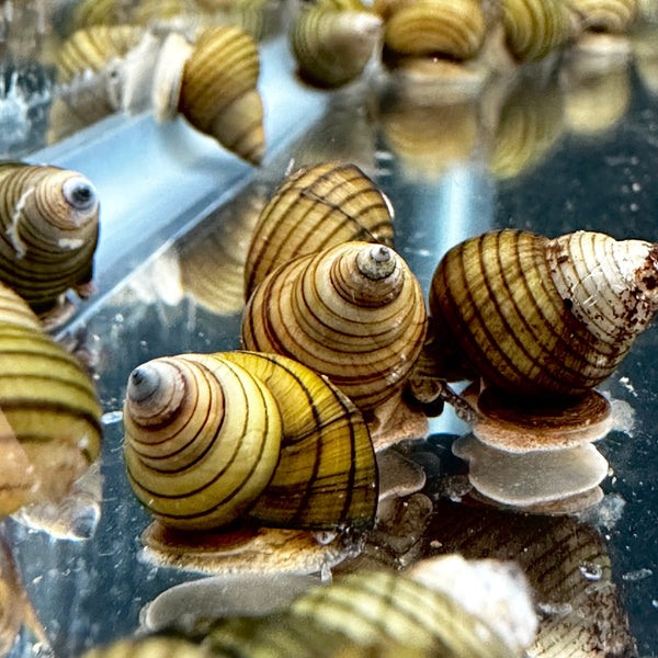 3 Stripped Wizard Trapdoor Snails (Filopaludina Sumatrensis Polygramma) *RARE* - AquaticMotiv