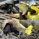 4 Rabbit Snails | Mixed Pack (Tylomelania sp.) - [AquaticMotiv]
