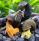 4 Rabbit Snails | Mixed Pack (Tylomelania sp.) - [AquaticMotiv]