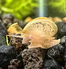 5 Baby American Trapdoor Snails - [AquaticMotiv]