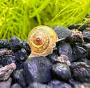 5 Baby American Trapdoor Snails - [AquaticMotiv]