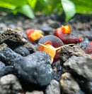 5 Baby Orange Giant Sulawesi Rabbit Snails (Tylomelania Gemmifera) - [AquaticMotiv]