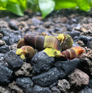 5 Baby Yellow Sulawesi Rabbit Snails (Tylomelania Sarasinorum) - [AquaticMotiv]