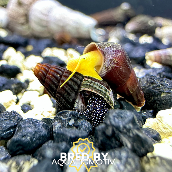 Baby Rabbit Snails x4 (Tylomelania Sp.) - AquaticMotiv