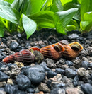 4 Mini Gold Spotted Rabbit Snails (Tylomelania sp.) - [AquaticMotiv]