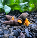 4 Mini Orange Rabbit Snails (Tylomelania sp.) - [AquaticMotiv]