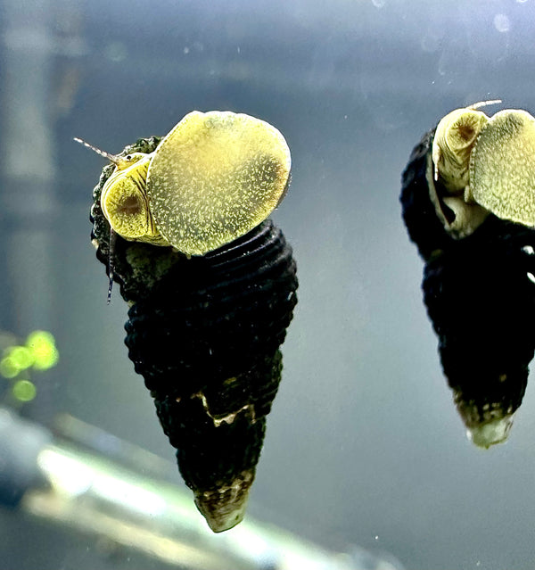 Mini Yellow Rabbit Snail x4 (Tylomelania zemis) - [AquaticMotiv]