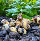 Pumpkin Bumblebee Nerite Snail x3 *RARE* - [AquaticMotiv]