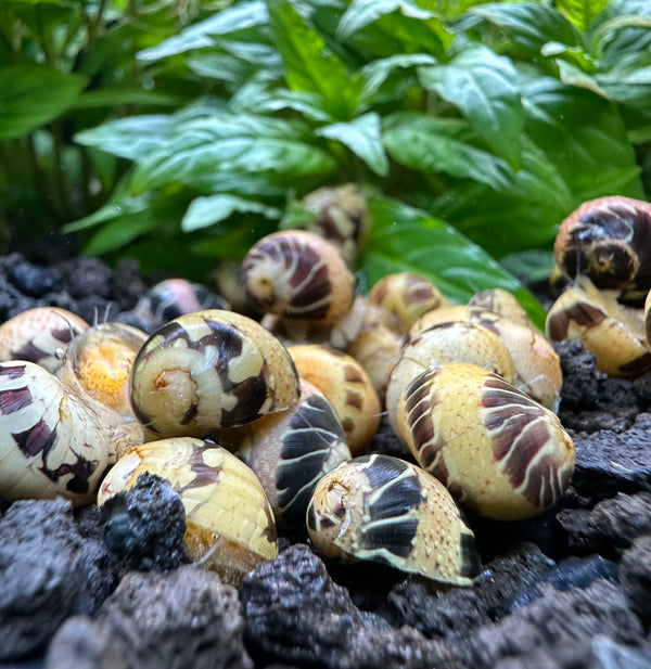 Pumpkin Bumblebee Nerite Snail x3 *RARE* - [AquaticMotiv]