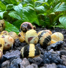 Pumpkin Bumblebee Nerite Snail x3 *RARE* - [AquaticMotiv]