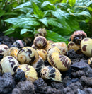 Pumpkin Bumblebee Nerite Snail x3 *RARE* - [AquaticMotiv]