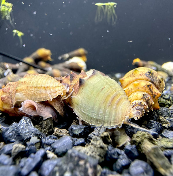 Spiked Tower Snail x3 (Thiara Winteri) - AquaticMotiv