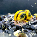 Spixi Snail x3 (Asolene Spixi) - AquaticMotiv