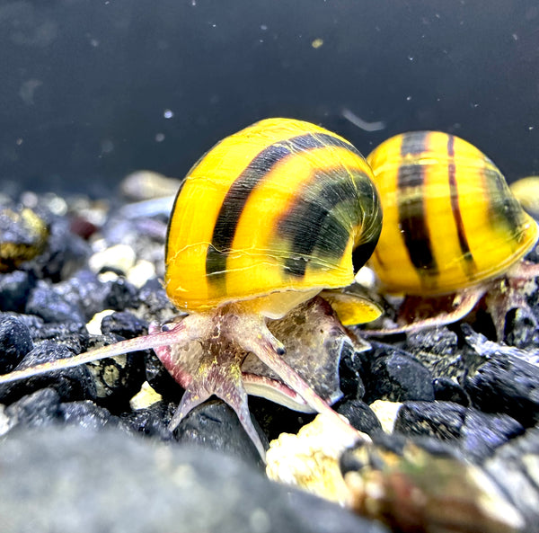 Spixi Snail x3 (Asolene Spixi) - AquaticMotiv