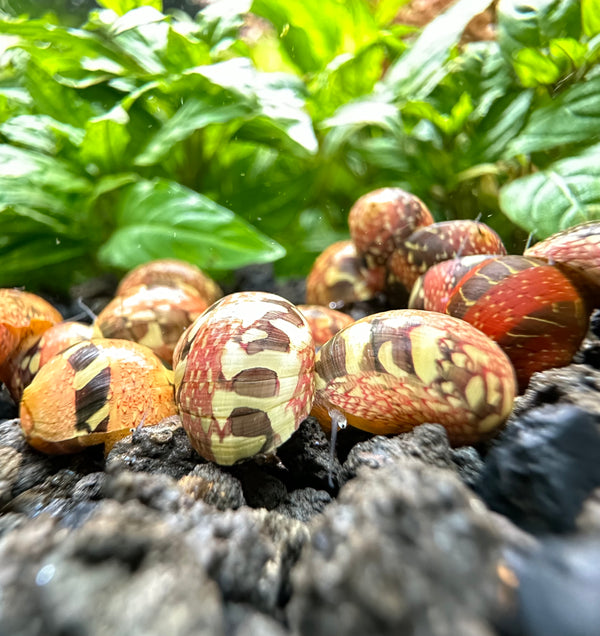 Striped Red Pumpkin Nerite Snail x3 *RARE* - [AquaticMotiv]