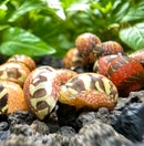 Striped Red Pumpkin Nerite Snail x3 *RARE* - [AquaticMotiv]