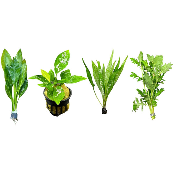 AquaticMotiv® Starter pack - 4 plants - [AquaticMotiv]
