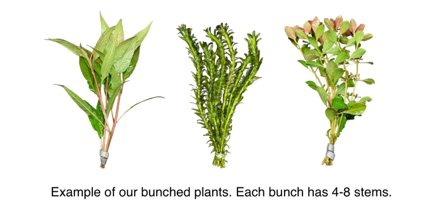 AquaticMotiv® Value bundle - 12 plants